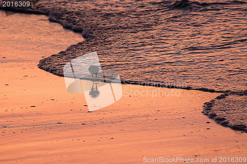 Image of Beach runners in Antigua