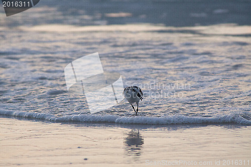 Image of Beach runners in Antigua