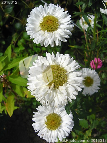 Image of Four beautiful white asters