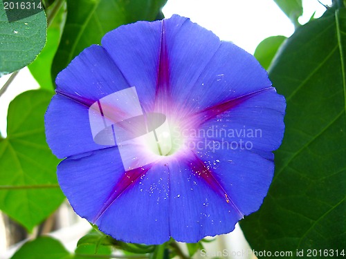 Image of beautiful flower of ipomoea