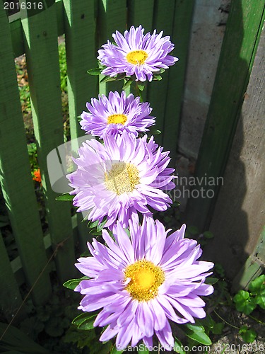 Image of Four beautiful blue asters