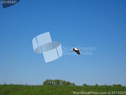 Image of white stork flying above the field in village