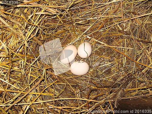 Image of Nest of the hen with three eggs