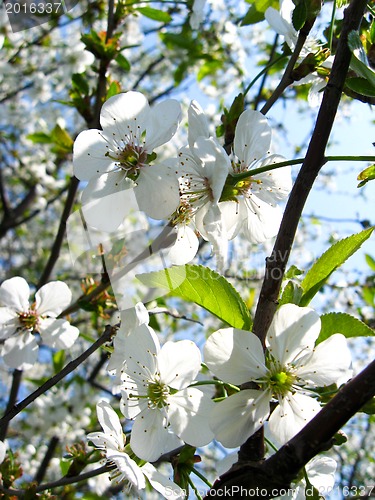 Image of Blossoming cherry