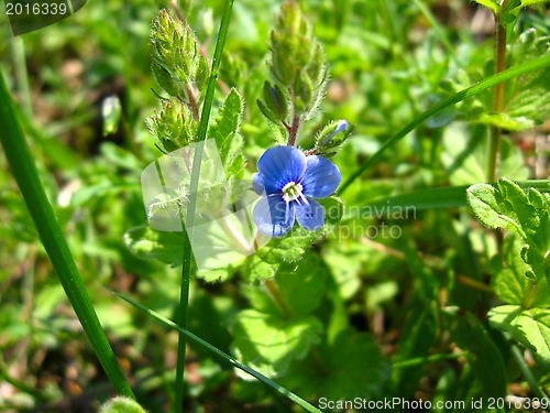 Image of Unique blue flower