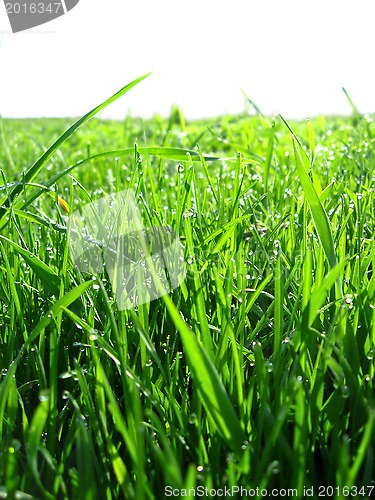 Image of Thrickets of a high green grass