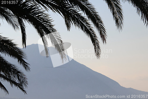 Image of Palm leafs and sea in the evening, sunset