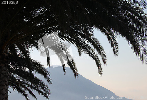 Image of Palm leafs