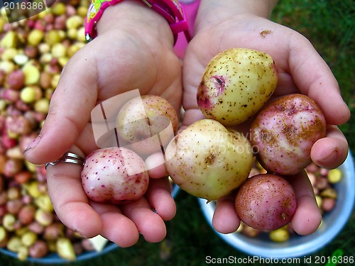 Image of palms full of potatoes