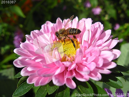 Image of a little bee on the pink aster
