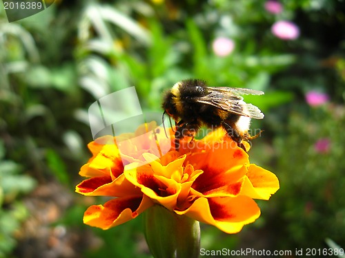 Image of the bumblebee on the tagetes