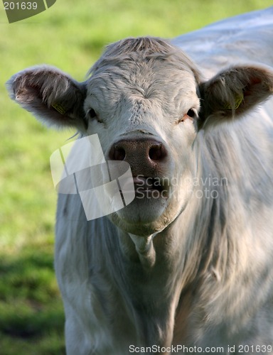 Image of cow