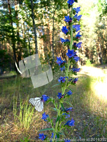 Image of butterfly sitting on the flower