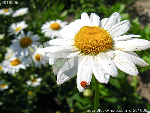 Image of a ladybird on the white chamomile