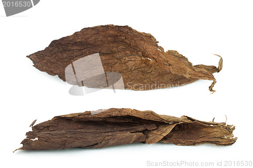 Image of Dried tobacco leaves