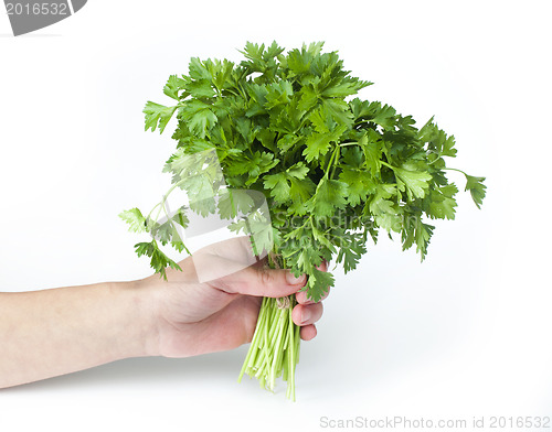 Image of Fresh parsley