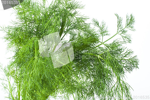 Image of Fresh dill