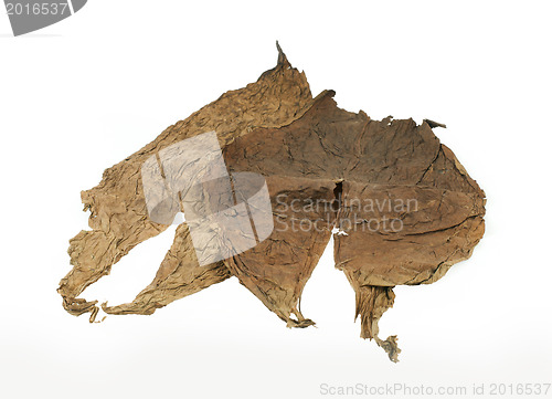 Image of Dried tobacco leaves