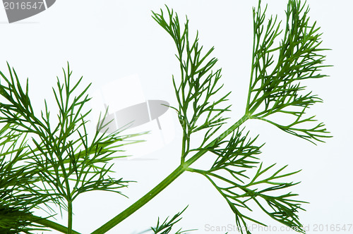 Image of Fresh dill