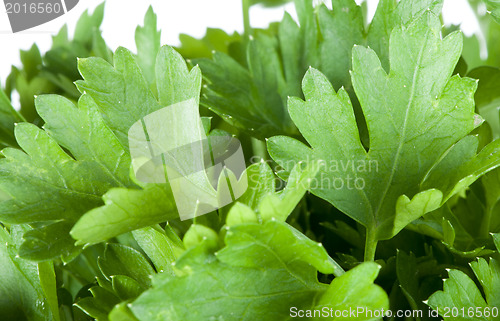 Image of Fresh green parsley