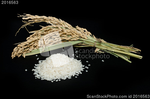 Image of Rice baldo and branch