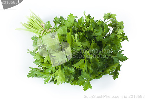 Image of Fresh bunch of green parsley
