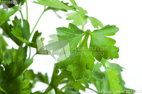 Image of Fresh parsley