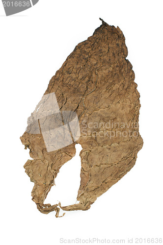 Image of Dried tobacco leaves