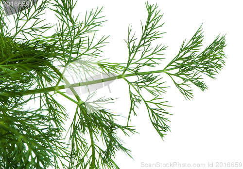 Image of Fresh dill