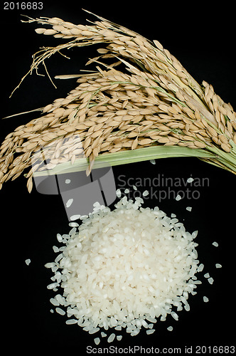 Image of Rice baldo and branch