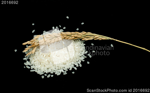 Image of Rice baldo and branch