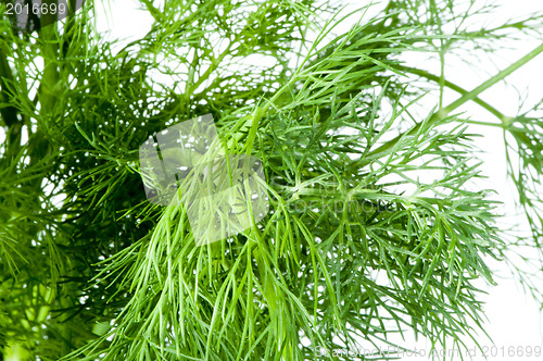 Image of Fresh dill