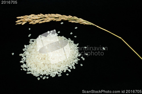 Image of Rice baldo and branch