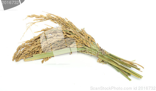 Image of Rice branch baldo