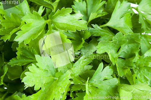 Image of Fresh green parsley