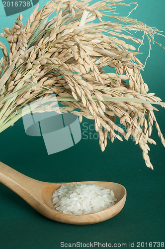 Image of Rice baldo in wooden spoon