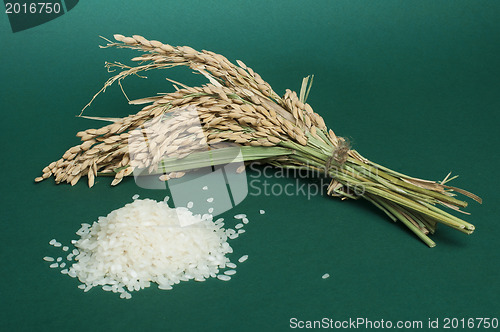Image of Rice baldo and Rice branch