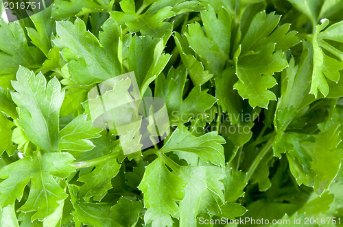 Image of Fresh green parsley