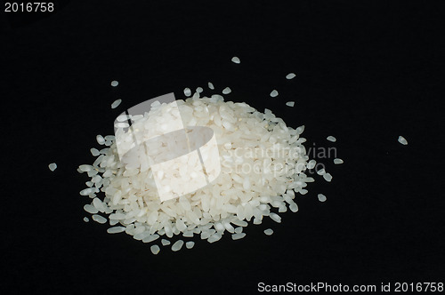 Image of Rice baldo and branch