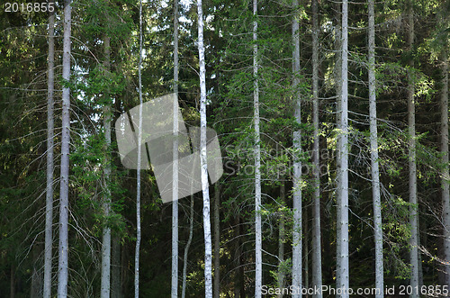 Image of Forest background