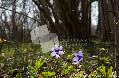 Image of Blue anemones