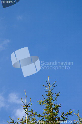 Image of Spruce tree tops