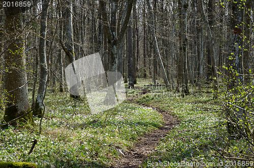 Image of Footpath in springtime