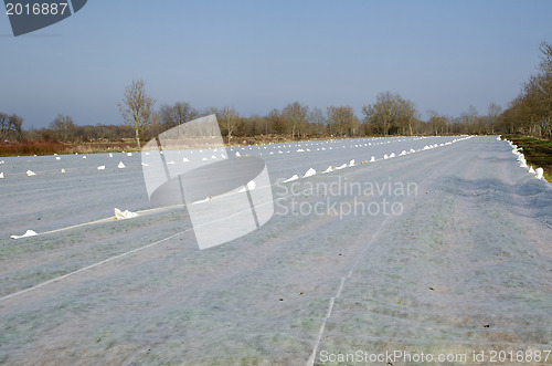 Image of Textile covered field