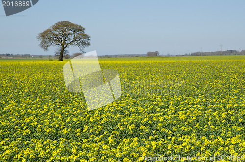 Image of Tree at rapeseed field