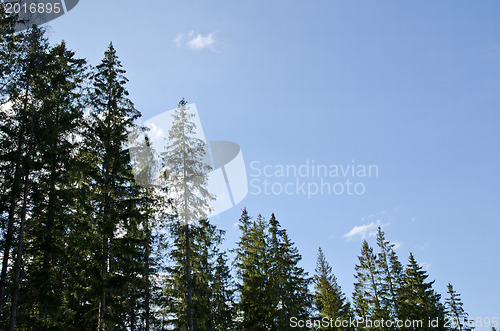 Image of Spruce forest