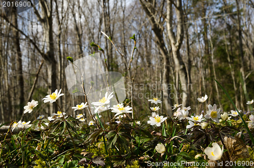 Image of Wood anemones