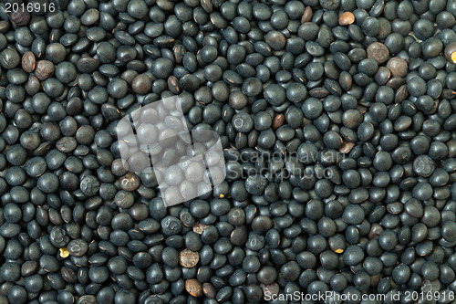 Image of Backdrop of Black Lentil