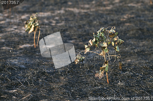 Image of After the forest fire