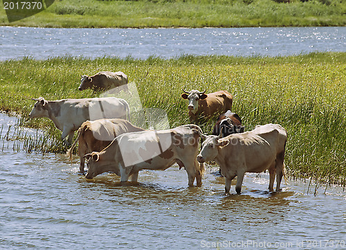 Image of Cows at a riverbank